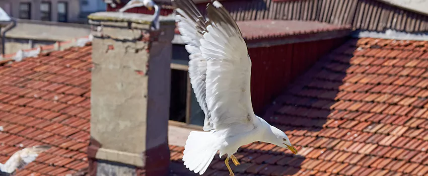 Residential Chimney Animal Removal Solution in Bell Gardens, CA